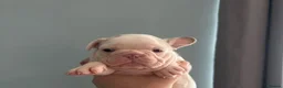 French Bulldog dogs for sale: Stunning Litter of French Bulldog Puppies - Advert 4