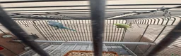 Mixed Breed birds for sale: Birds in Edgware - Advert 9