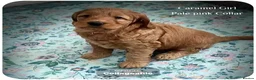 Australian Labradoodle dogs for sale: Stunning Australian Labradoodle Pups - Advert 26