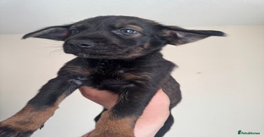 Mixed Breed dogs - Advert 1