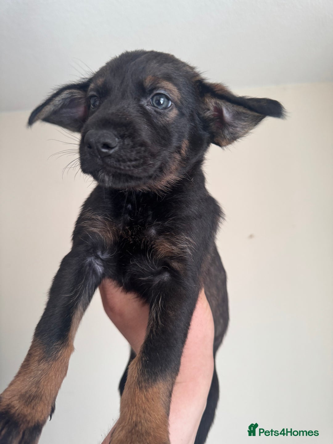 Mixed Breed dogs for sale: 6 Female Puppies  - Image 2
