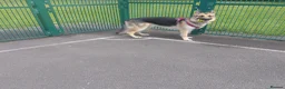 German Shepherd dogs for sale: Male German shepherd  in Leigh - Advert 1