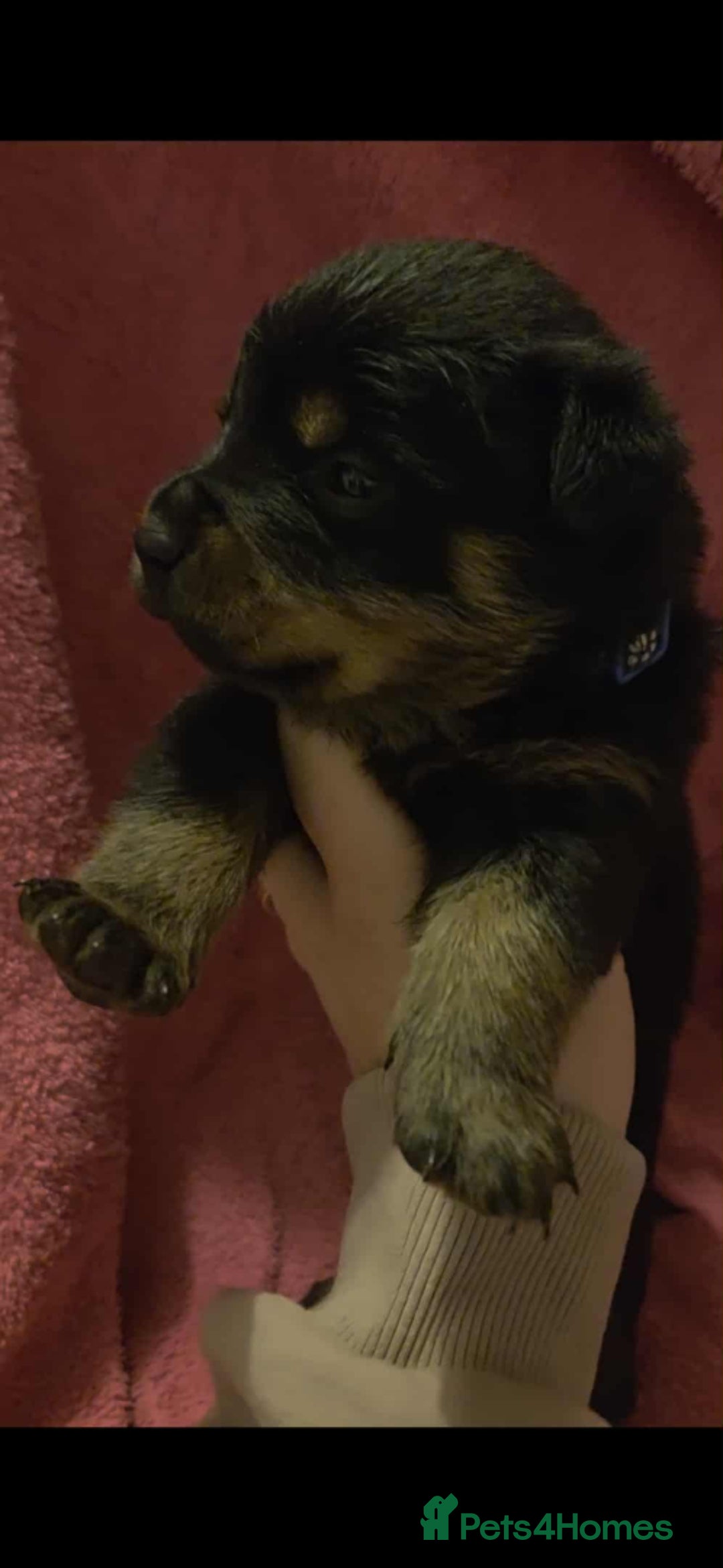 Rottweiler dogs for sale: Rottweiler puppies - Advert 27