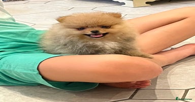 Pomeranian dogs - Advert 13