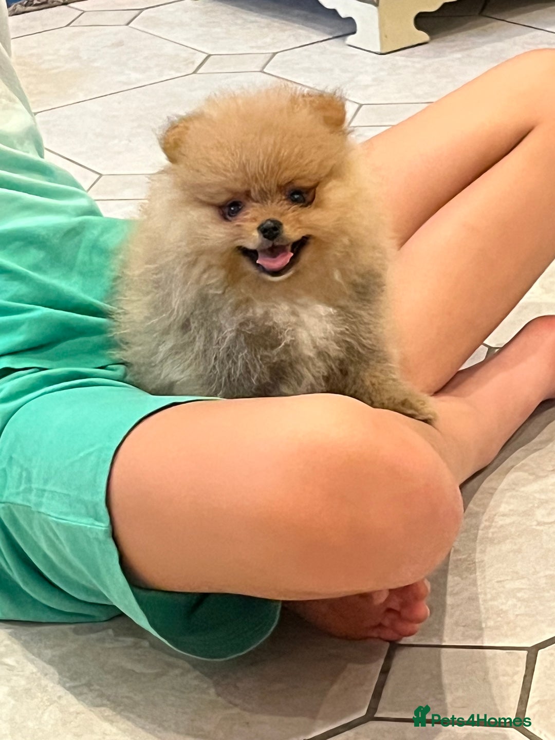 Pomeranian dogs for sale: Pomeranian show quality boy - Image 3