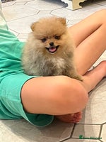 Pomeranian dogs - Advert 2