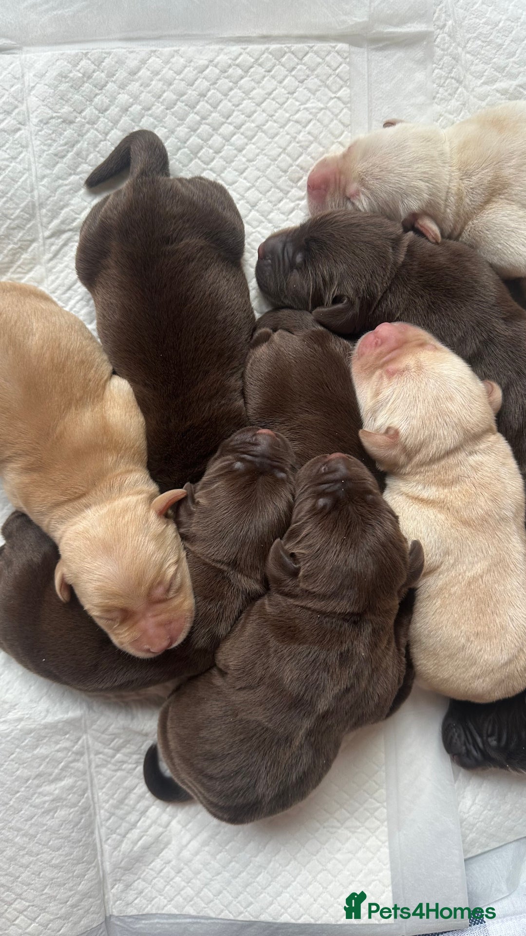 Labrador Retriever dogs for sale: 9 perfect Labrador puppies  - Advert 3