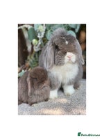 Mini Lop rabbits in Loughborough - Advert 6