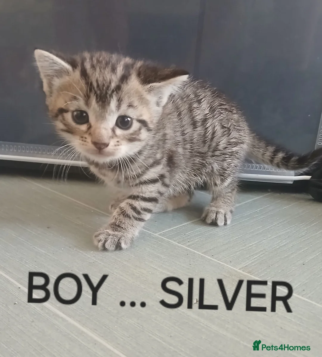 Mixed Breed cats for sale: 4 stunning kittens - Advert 2