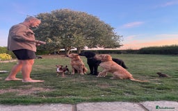 Mixed Breed dogs for sale: 🌟 Exceptional Goldendoodle x Labrador Puppies 🌟 - Image 12