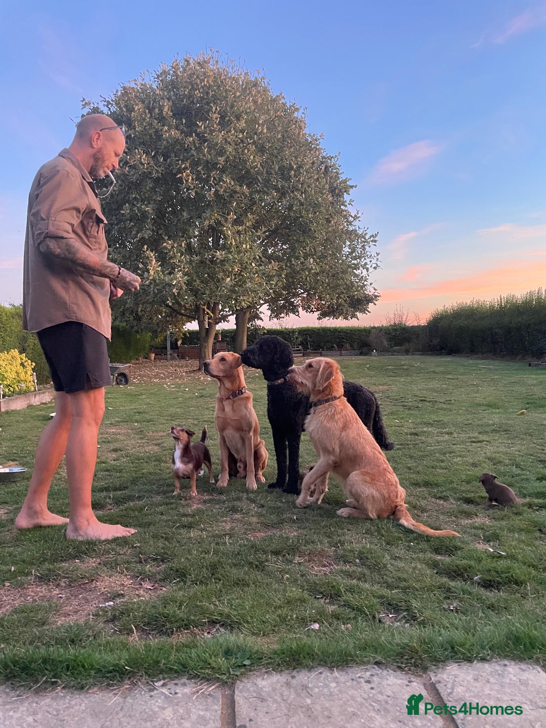 Mixed Breed dogs for sale: 🌟 Exceptional Goldendoodle x Labrador Puppies 🌟 - Image 12