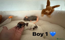 Jack Russell dogs for sale: TRUE ORIGINAL JACK RUSSELL PUPPIES  - Image 3