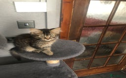 Mixed Breed cats for sale: Beautifully kittens ready for new home - Image 24