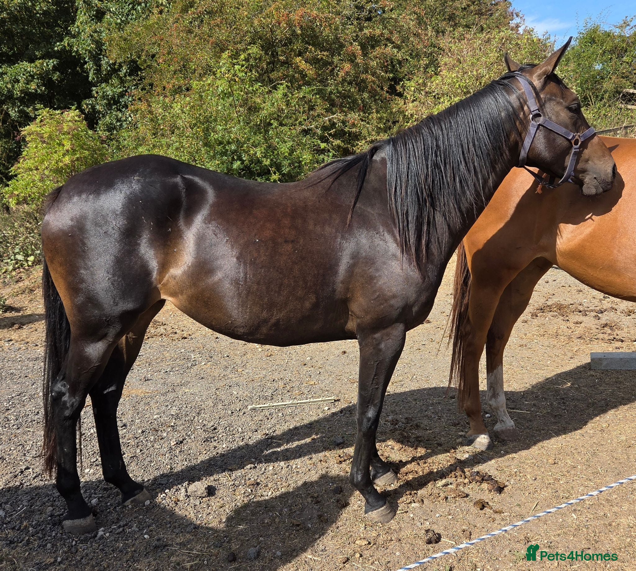 English Thoroughbred horses Two Stunning 4yr old Thoroughbreds Mare & gelding - Advert 2