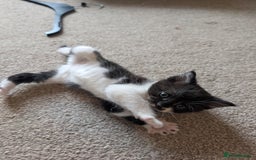Maine Coon cats for sale: Kittens for sale - Image 4