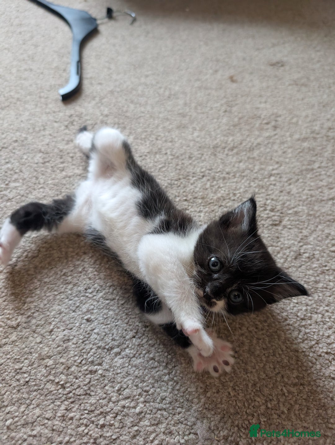Maine Coon cats for sale: Kittens for sale - Image 4