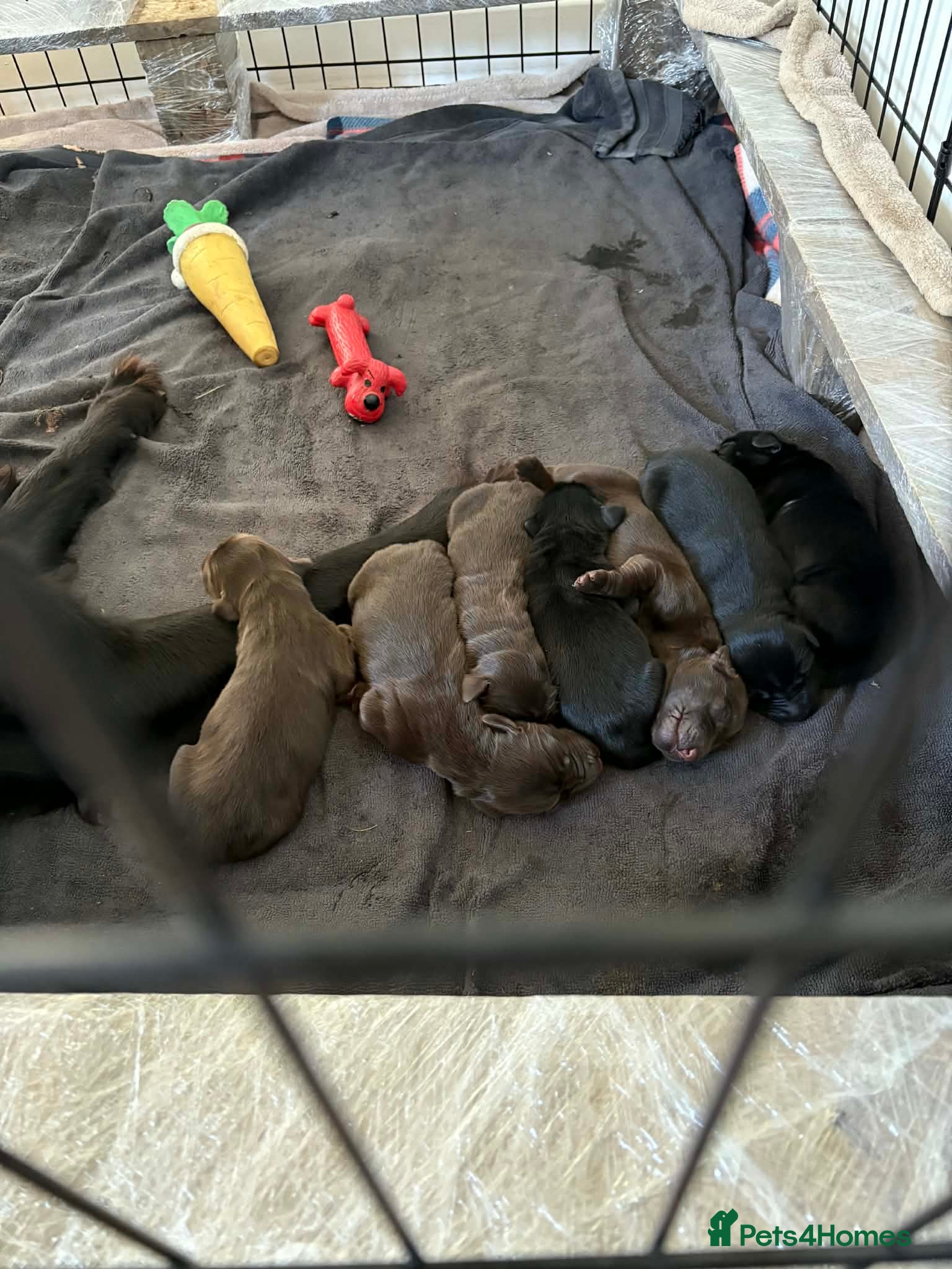 Flat coated Retriever dogs Gorgeous flat coated retriever pups liver + black - Advert 11