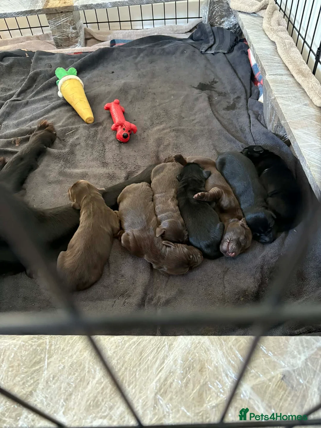 Flat coated Retriever dogs for sale: Gorgeous flat coated retriever pups liver + black - Advert 1