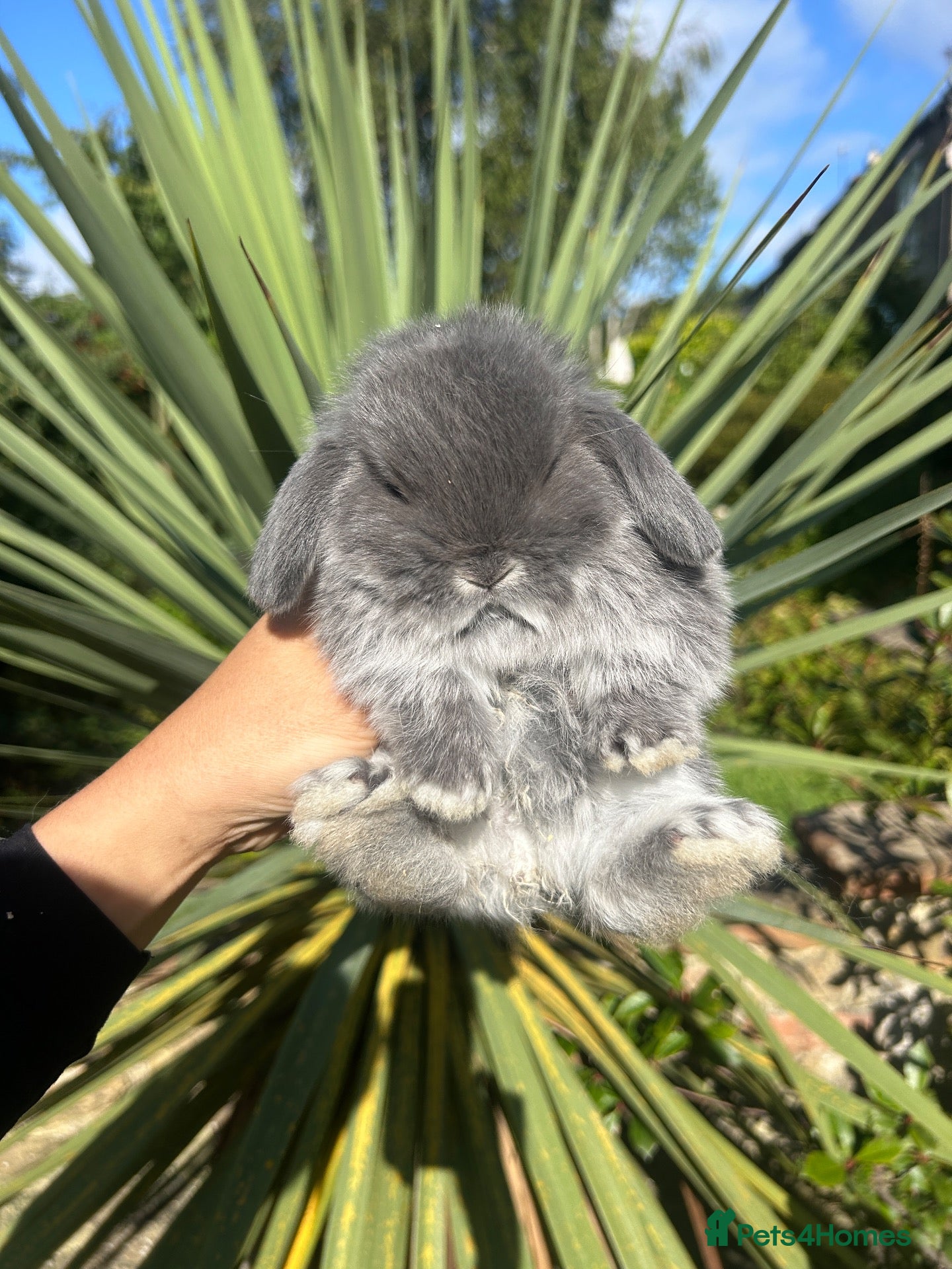 Mini Lop rabbits Mini Lop Baby’s  - Advert 18