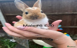 English Spot rabbits for sale: 9 x Adorable baby rabbits for sale  - Image 9