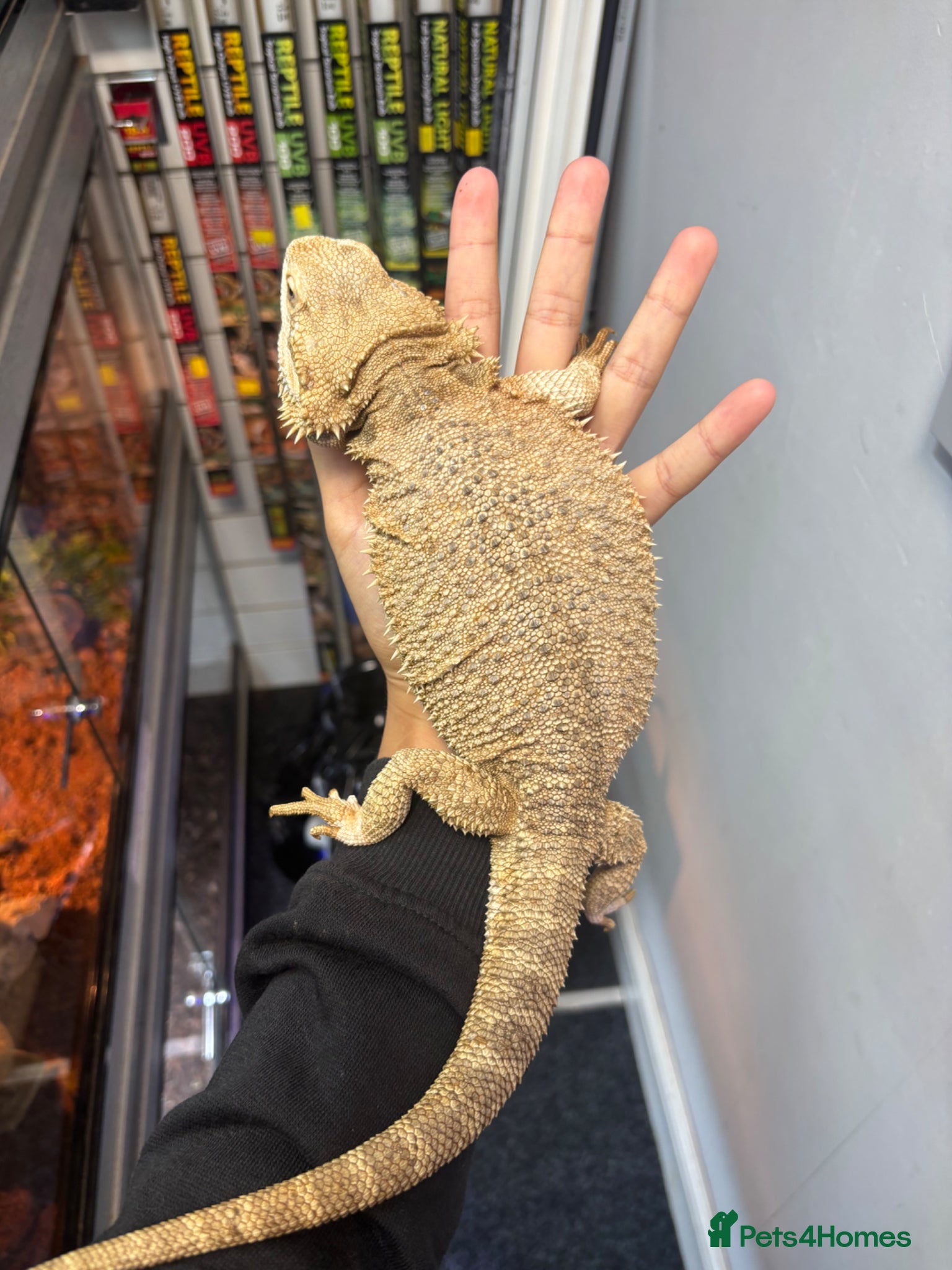 Bearded Dragon reptiles FEMALE white bearded dragon  - Advert 10