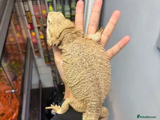 Bearded Dragon reptiles FEMALE white bearded dragon - Advert 10