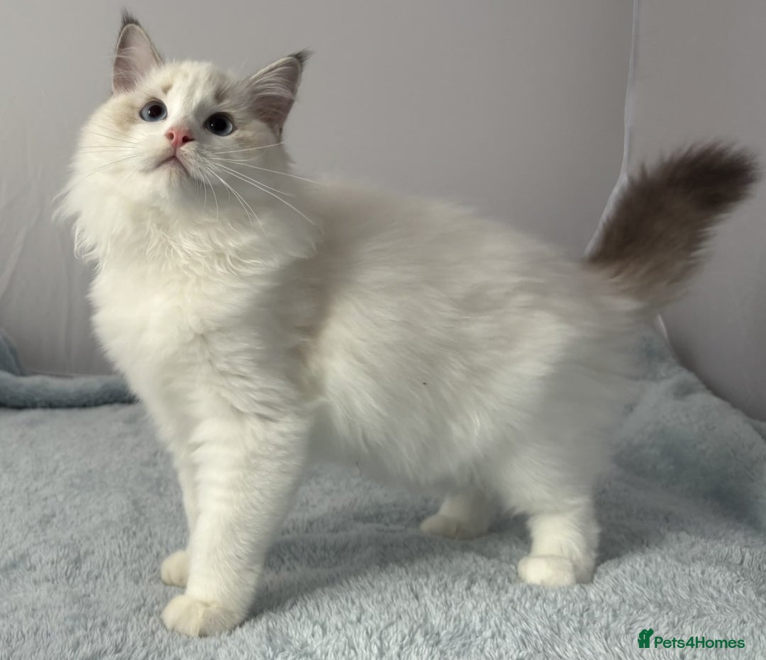 Ragdoll cats for sale: Playful Pedigree Ragdoll Kittens Available - Image 17
