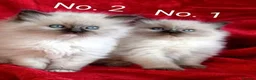 Ragdoll cats for sale:  beautiful ragdoll kittens 🐾 - Advert 3