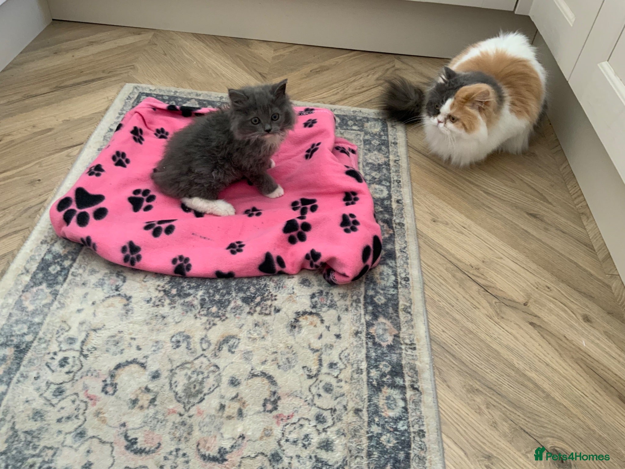 Persian cats Absolutely stunning grey and white Persian female  - Advert 1