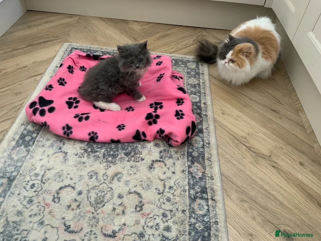 Persian cats for sale: Absolutely stunning grey and white Persian female  - Advert 1