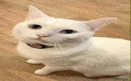 Mixed Breed cats for sale: Mr Blue for Sale - Image 7