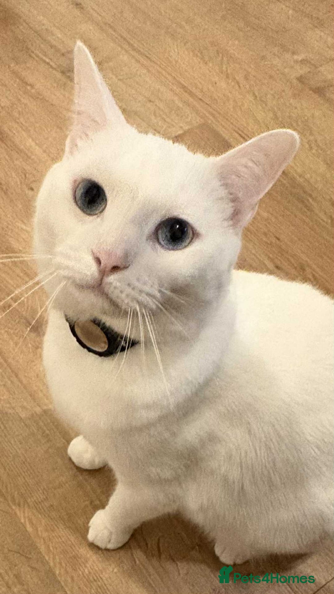 Mixed Breed cats for sale: Mr Blue for Sale - Image 7