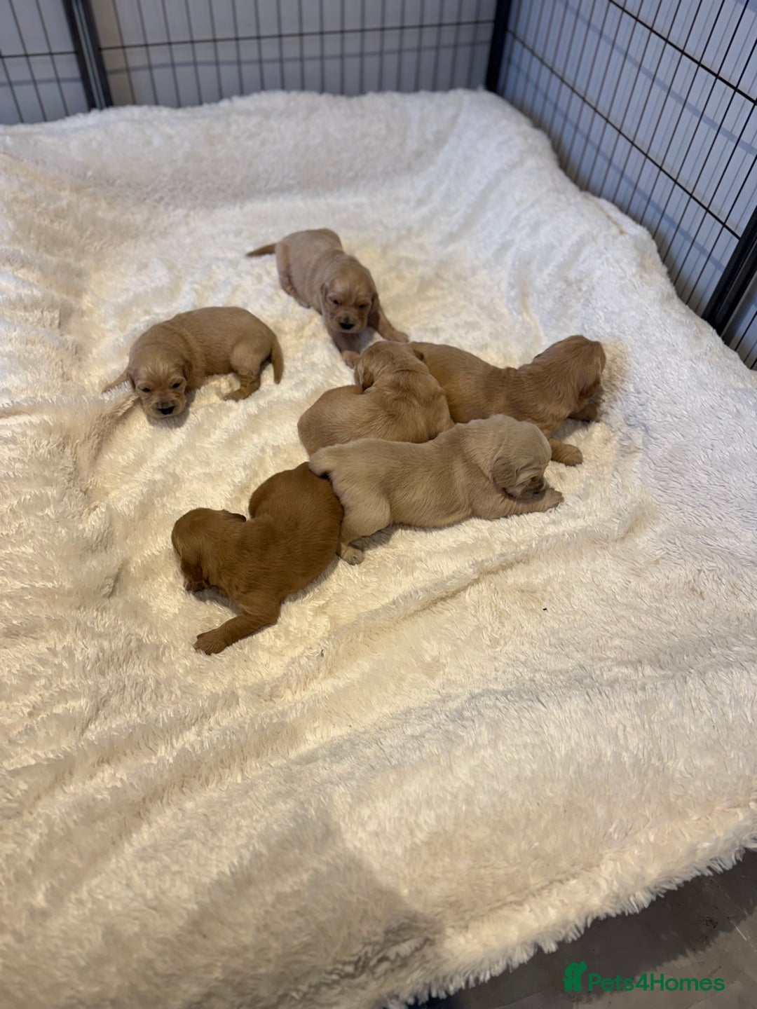 Golden Retriever dogs for sale: Gorgeous KC Golden retrievers  - Advert 3