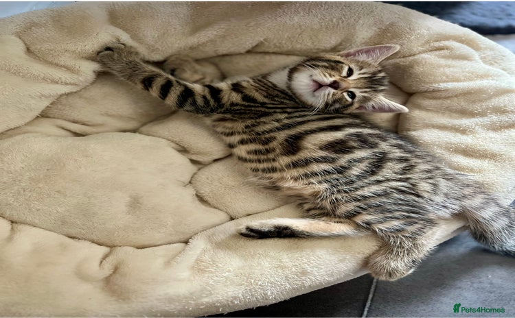 Bengal cats - Advert 2