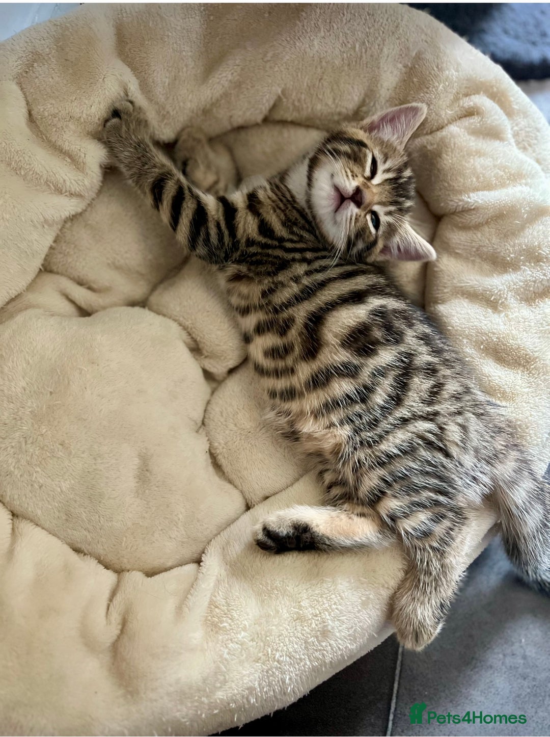 Bengal cats for sale: Bengal mix - Image 1