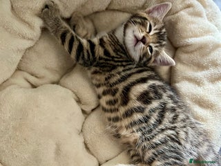 Bengal cats - Advert 28