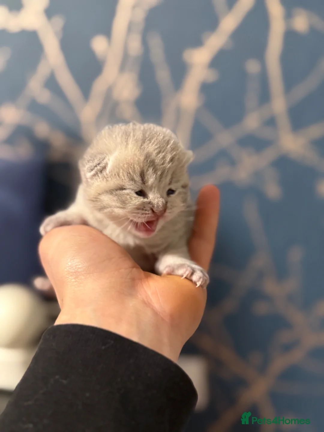 British Shorthair cats for sale: BSH kittens - Advert 2