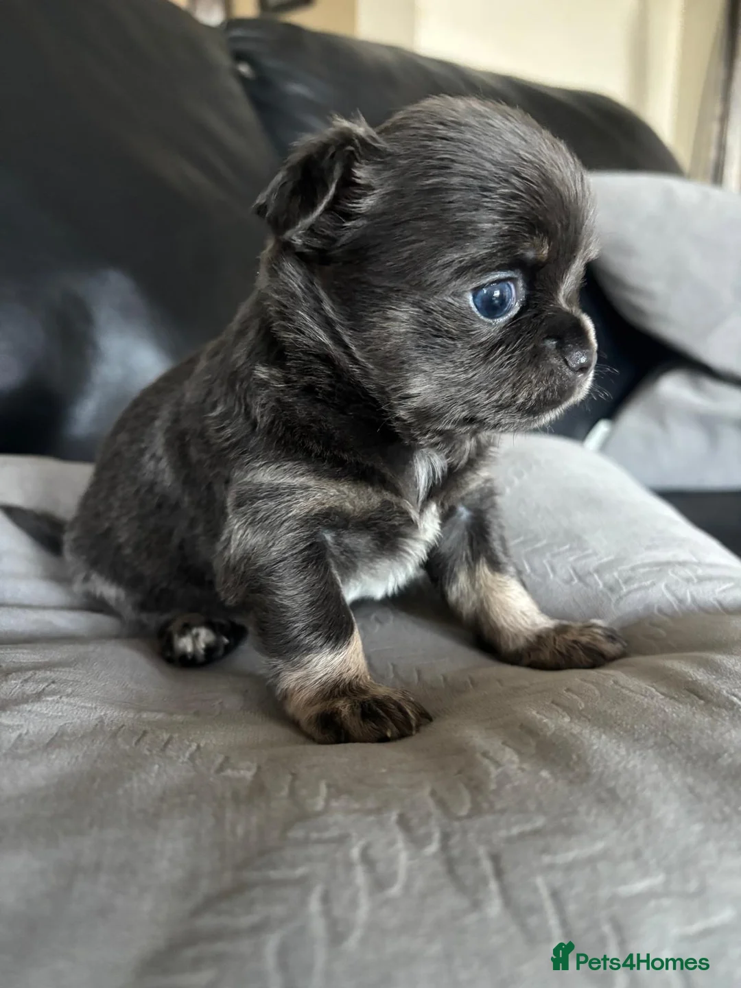 Chihuahua dogs for sale: Beautiful chihuahua puppies in Leatherhead - Advert 22