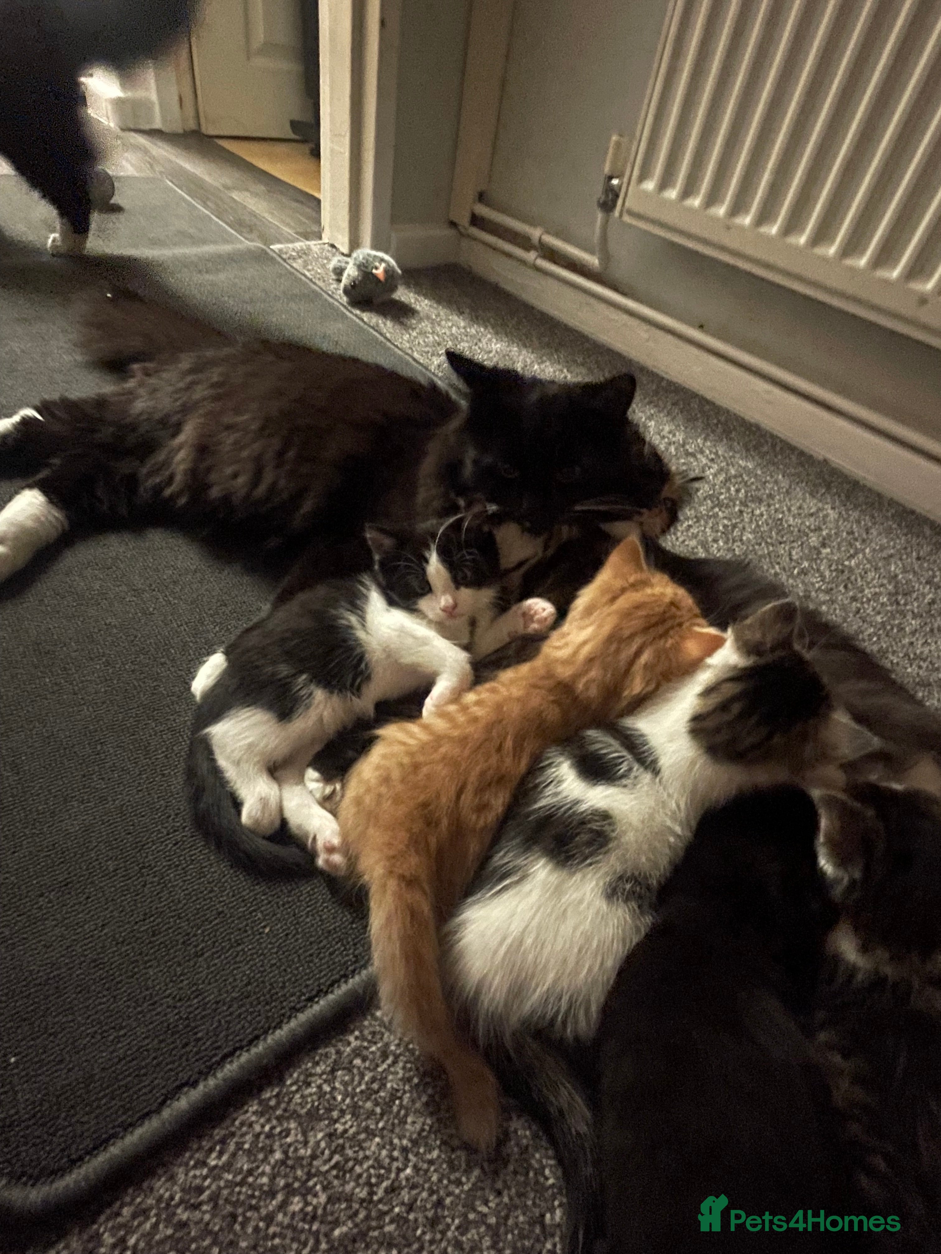 British Longhair cats Kittens Litter 3 left - Advert 8