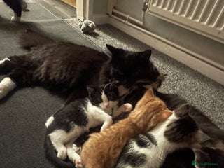 British Longhair cats Kittens Litter of five - Advert 4