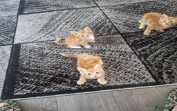 Mixed Breed cats for sale: Ginger kittens - Image 1