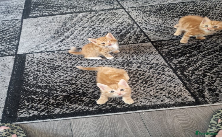 Mixed Breed cats - Advert 8