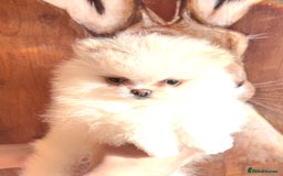 Pomeranian dogs for sale: Bridgerton KC Teddy Bear Faced Pomeranians - Image 10