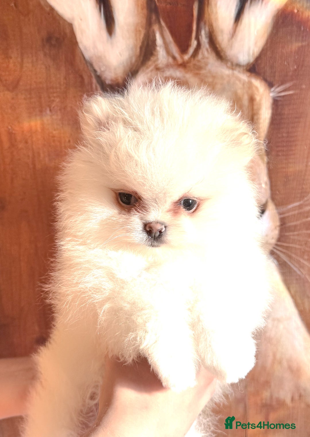 Pomeranian dogs for sale: Bridgerton KC Teddy Bear Faced Pomeranians - Image 10