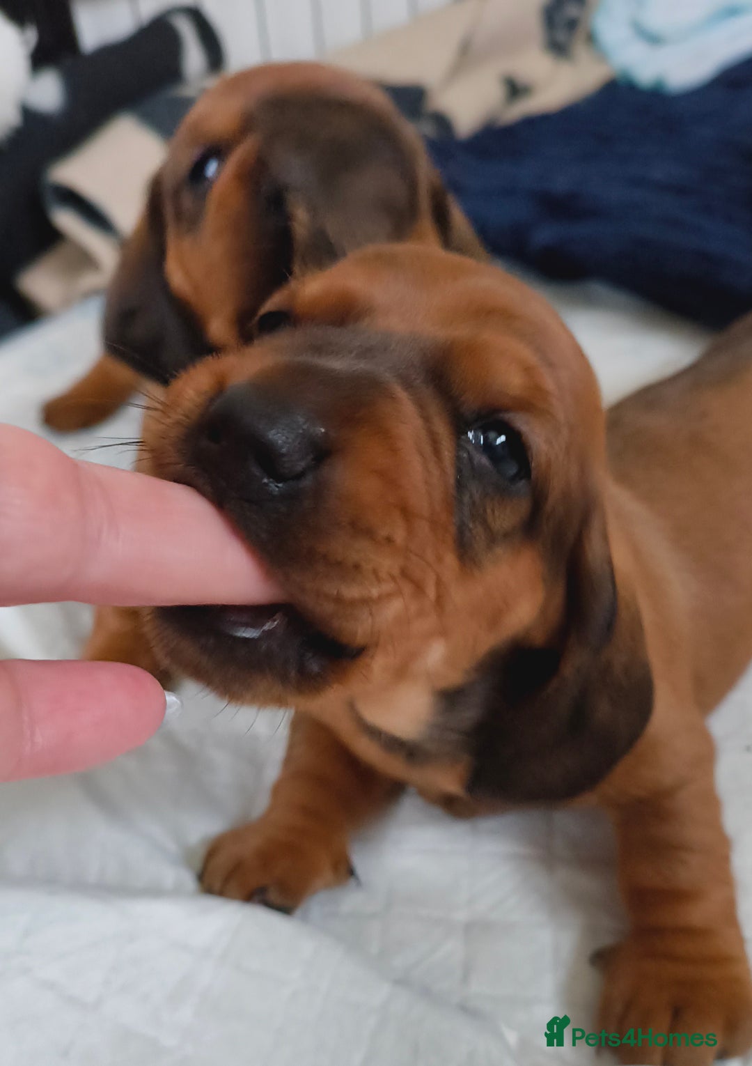 Dachshund dogs for sale: Standard Daschund puppies - Advert 6
