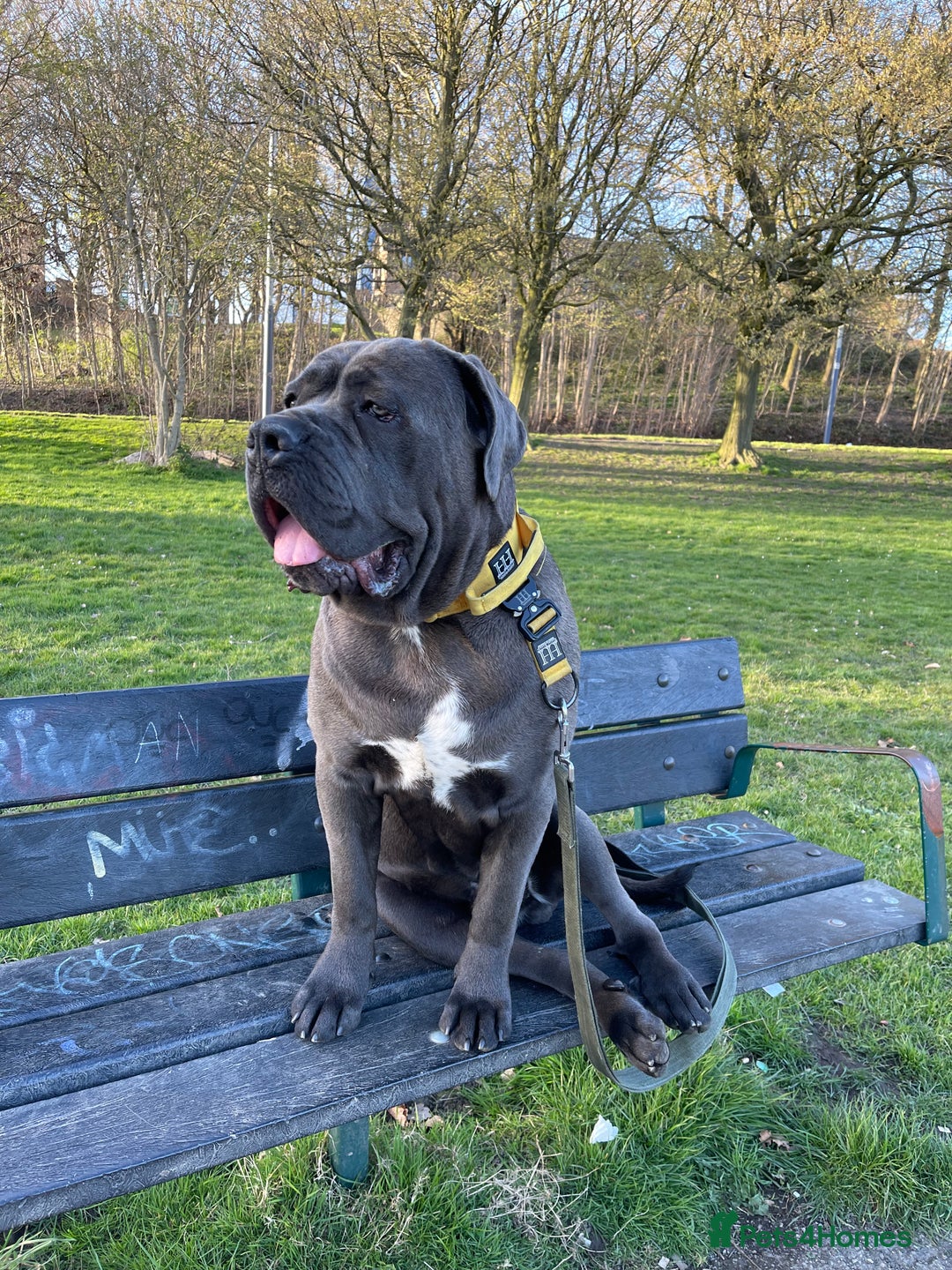 Cane Corso dogs for sale: cane corso pups - Image 15