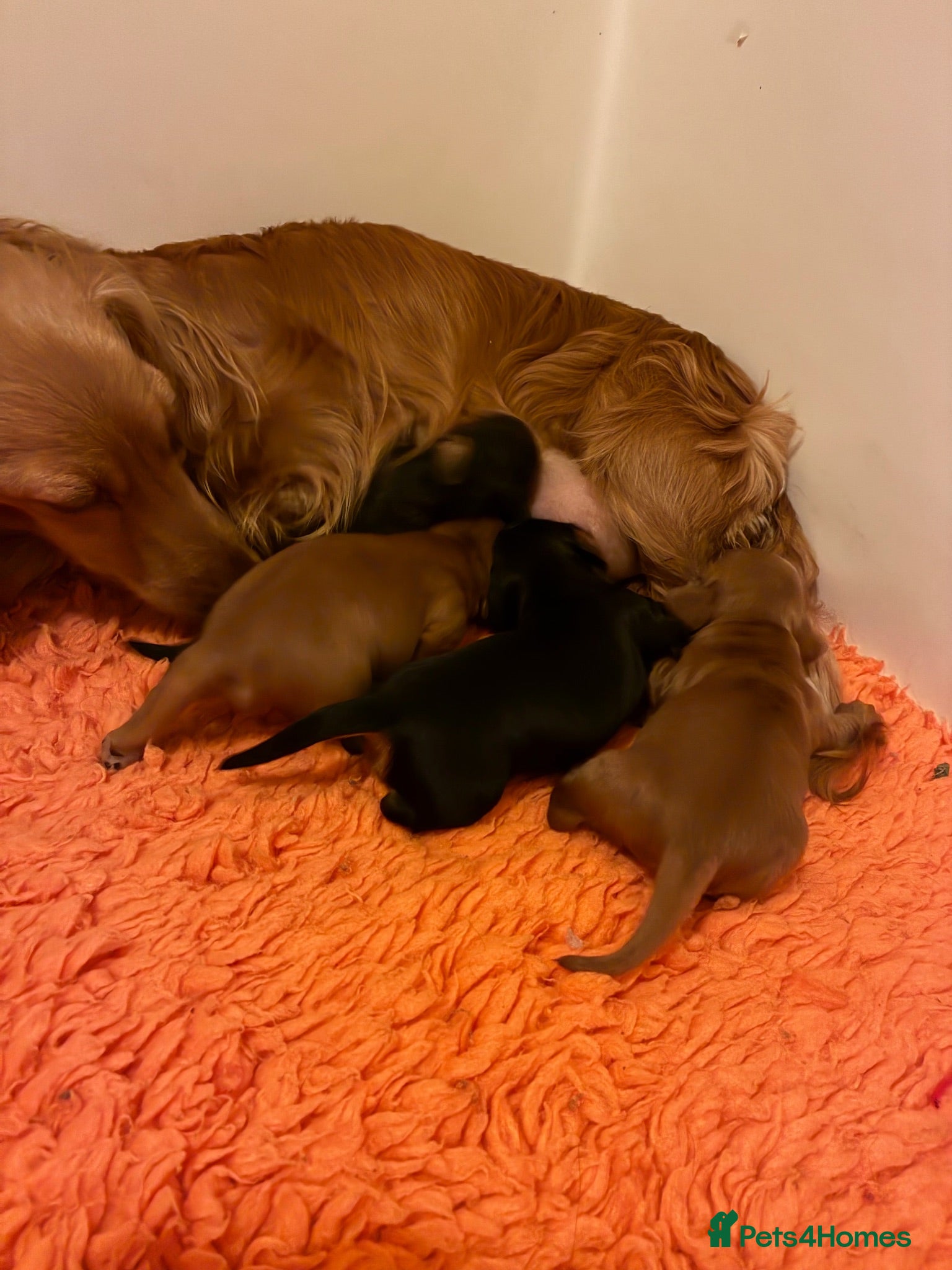 Miniature Dachshund dogs Brothers & sisters  to Crufts Best Puppy Dog 2025 - Advert 1