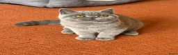 British Shorthair cats for sale: Show Quality pedigree BSH kitten ready to go now! - Advert 5