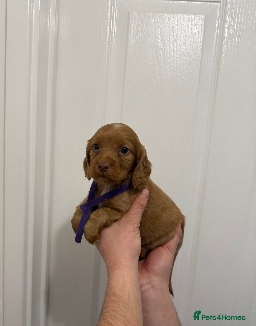 Cocker Spaniel dogs for sale: PEDIGREE COCKER SPANIEL PUPPIES  - Advert 6