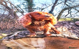 Cockapoo dogs for sale: Beautiful F1 red/golden cockapoo puppies - Image 14